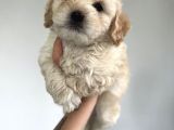 Xxsmall Maltipoo Bebeklerim
