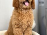 Amerikan Gen Hypoallergenik Irk Labradoodle Yavruları