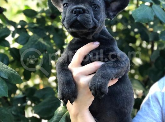 Egzotik French Bulldog görsel
