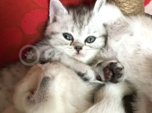 Sevi̇mli̇ Erkek Yavru görsel