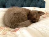 54 Günlük Yavru British Shorthair