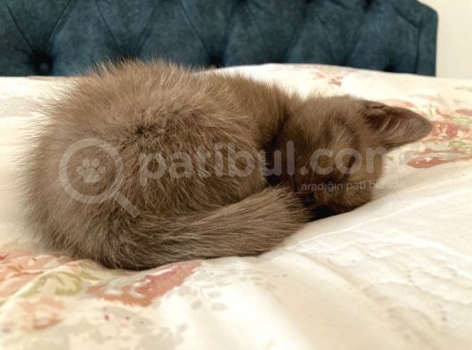 54 Günlük Yavru British Shorthair görsel