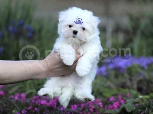 Tüy Dökmeyen Maltese Mini Boy Yavrular görsel