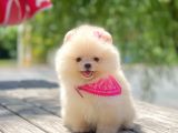 Safkan Pomeranian Boo Yavrular