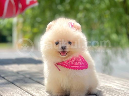 Safkan Pomeranian Boo Yavrular görsel
