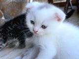 40 Günlük 2 Tane Yavru