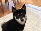 Shiba İnu Saf Kan1 Yaşında