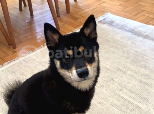 Shiba İnu Saf Kan1 Yaşında görsel