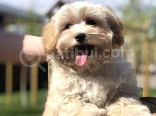 Multigen Anne Baba 3 Kg Maltipoo Orjinal Yavrularımız