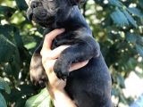 Egzotik French Bulldog
