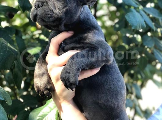 Egzotik French Bulldog görsel