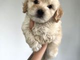 Xxsmall Maltipoo Bebeklerim