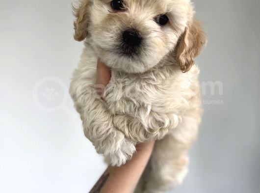Xxsmall Maltipoo Bebeklerim