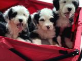 Bernedoodle Amerikan Gen Nadir Irk Hypoallerjenik