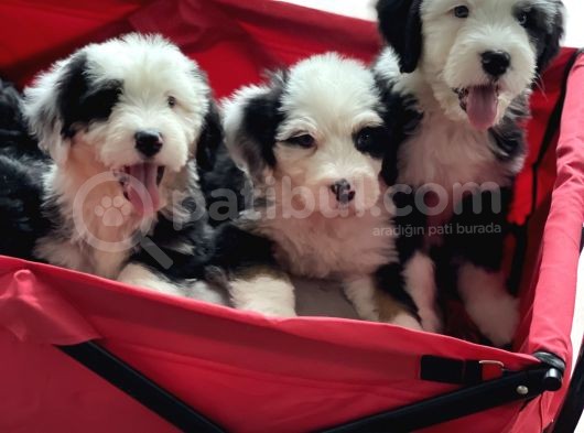 Bernedoodle Amerikan Gen Nadir Irk Hypoallerjenik