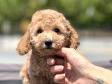 Bebek Surat Toy Poodle Yavrular