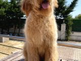 Goldendoodle Eğitimli Tüy Dökmeyen Terapi Köpekleri
