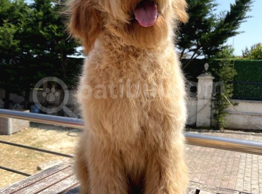 Goldendoodle Eğitimli Tüy Dökmeyen Terapi Köpekleri