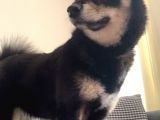 Shiba İnu Saf Kan1 Yaşında