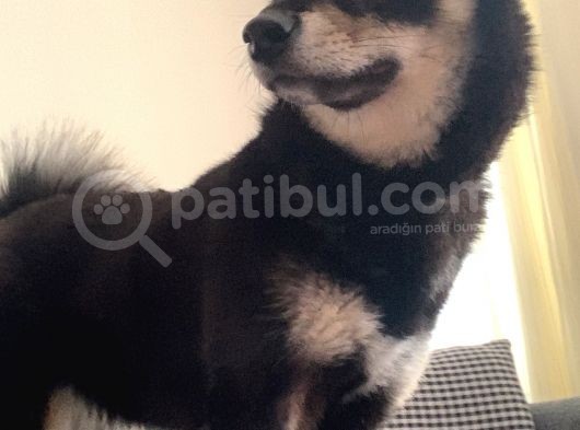 Shiba İnu Saf Kan1 Yaşında görsel