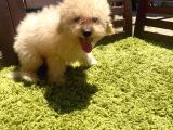 Mini Toy Poodle Orjinal Bebek Suratlı Yavrular