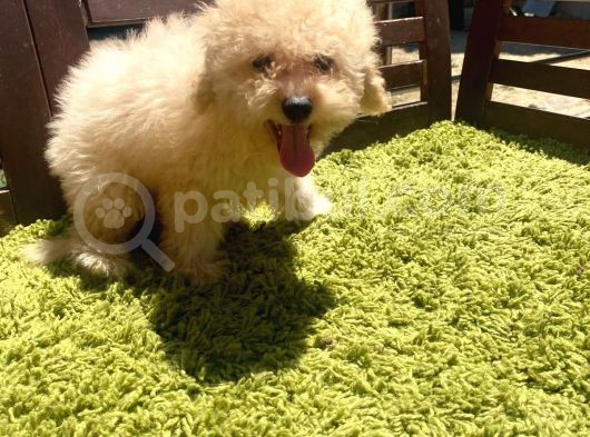 Mini Toy Poodle Orjinal Bebek Suratlı Yavrular