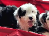 Bernedoodle Amerikan Gen Nadir Irk Hypoallerjenik