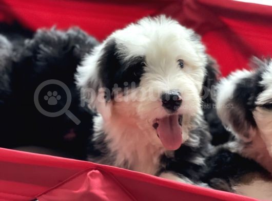 Bernedoodle Amerikan Gen Nadir Irk Hypoallerjenik görsel