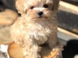 Multigen Anne Baba 3 Kg Maltipoo Orjinal Yavrularımız