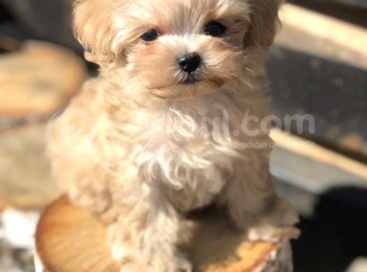Multigen Anne Baba 3 Kg Maltipoo Orjinal Yavrularımız görsel