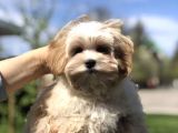 Multigen Anne Baba 3 Kg Maltipoo Orjinal Yavrularımız