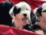 Bernedoodle Amerikan Gen Nadir Irk Hypoallerjenik