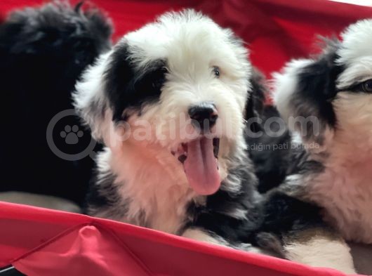 Bernedoodle Amerikan Gen Nadir Irk Hypoallerjenik görsel