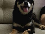 Shiba İnu Saf Kan1 Yaşında
