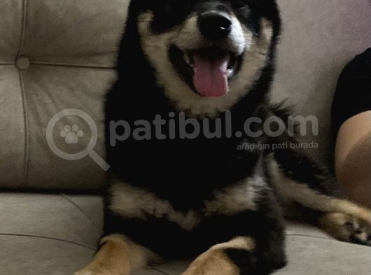 Shiba İnu Saf Kan1 Yaşında görsel