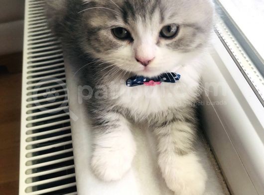 Bebişler Yuvalarını Arıyor görsel