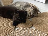 British Shorthair / Longhair 