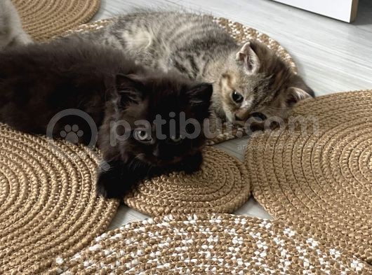 British Shorthair / Longhair  görsel