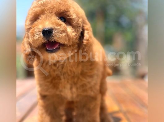 Ciftligimizden Irk Garantili Poodle Bebekler görsel