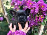 Egzotik French Bulldog