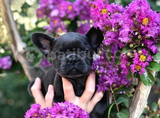 Egzotik French Bulldog