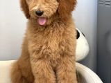 Amerikan Gen Hypoallergenik Irk Labradoodle Yavruları