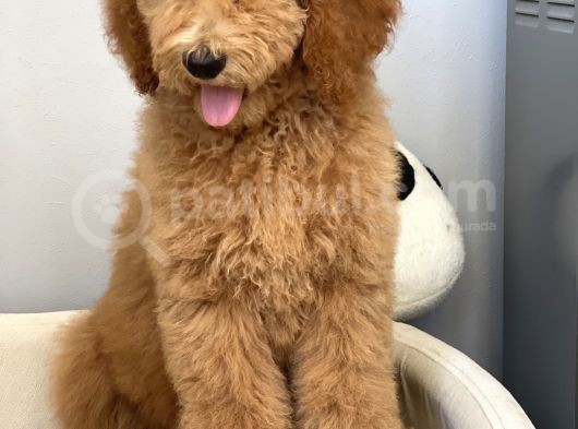 Amerikan Gen Hypoallergenik Irk Labradoodle Yavruları görsel