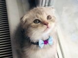 Bebişler Yuvalarını Arıyor