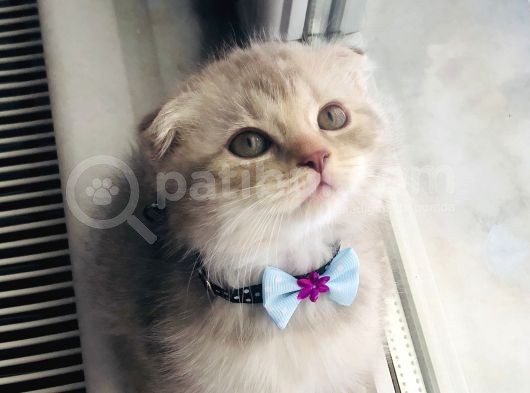 Bebişler Yuvalarını Arıyor görsel