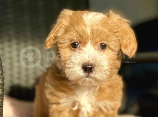 Show Kalite Maltipoo Bebekler