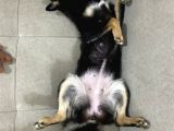 Shiba İnu Saf Kan1 Yaşında