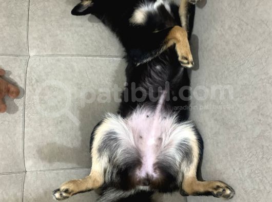Shiba İnu Saf Kan1 Yaşında