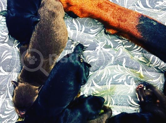 Safkan Doberman Yavruları Dünyaya Geldi görsel