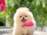 Safkan Pomeranian Boo Yavrular
